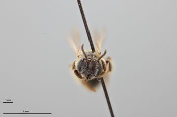 Media type: image;   Entomology 769579 Aspect: head frontal view